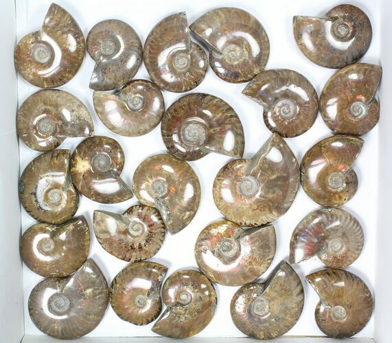 Lot: kg Iridescent, Red Flash Ammonites (-) - Pieces #82482